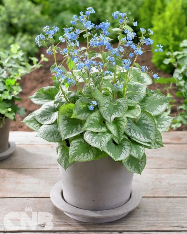 &#039;Emerald Mist&#039;®