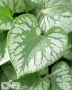 'Emerald Mist'®