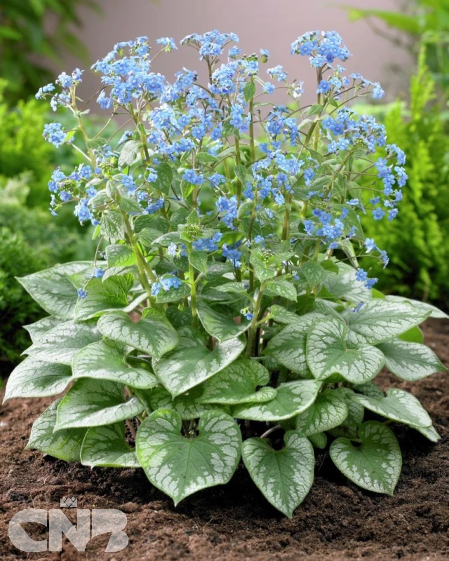 &#039;Emerald Mist&#039;®