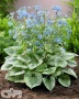 'Emerald Mist'®