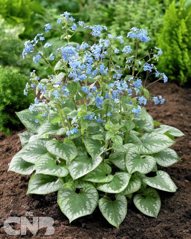 &#039;Emerald Mist&#039;®