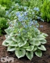 'Emerald Mist'®