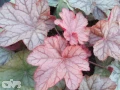 'Encore'®