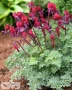 Fire Cracker ('Rekka' ®)