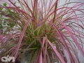 'Fireworks'®