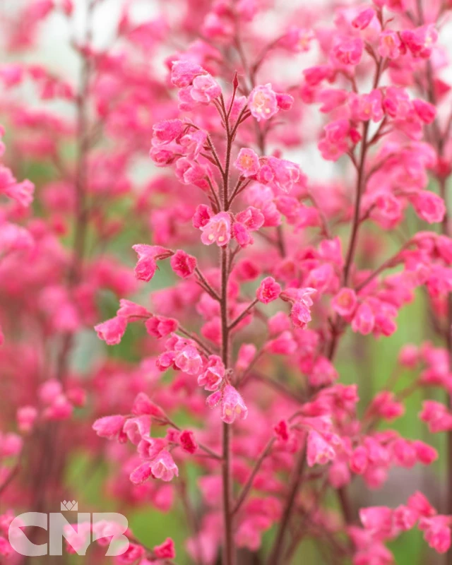 Flores Sea