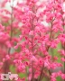 Flores Sea