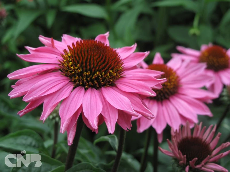 Gemini Pink