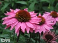 Gemini Pink