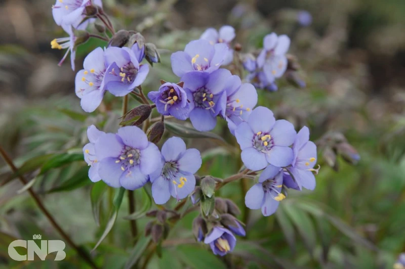 &#039;Heaven Scent&#039;®