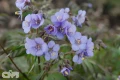 'Heaven Scent'®