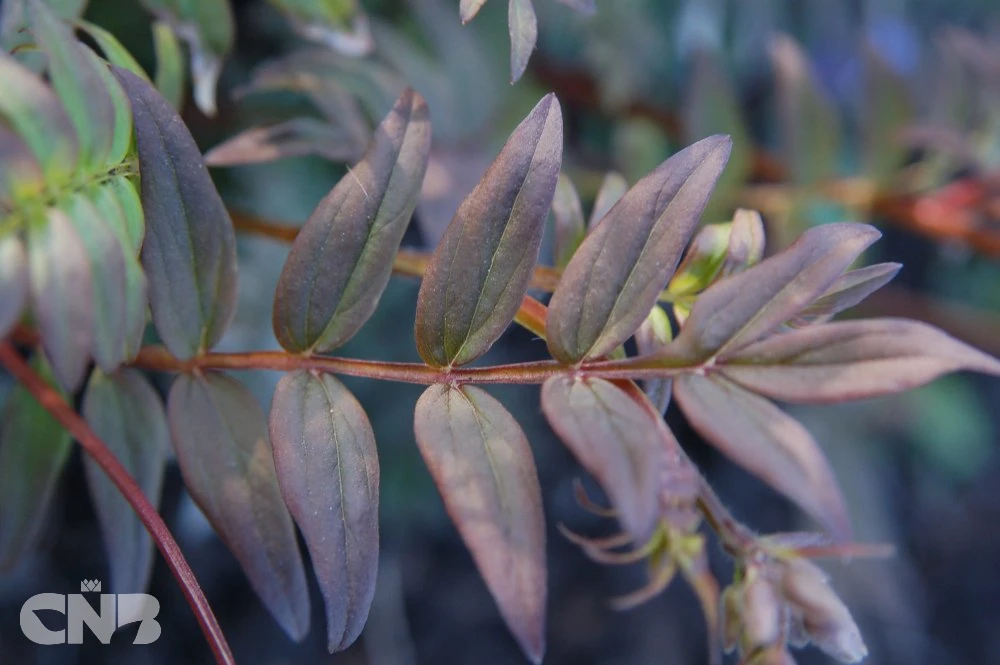'Heaven Scent'®