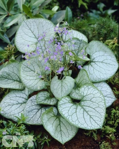 'Jack Frost'®
