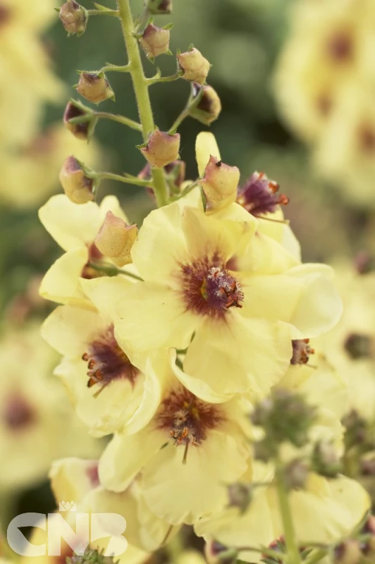 Jackie in Yellow