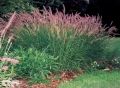 'Karley Rose'®