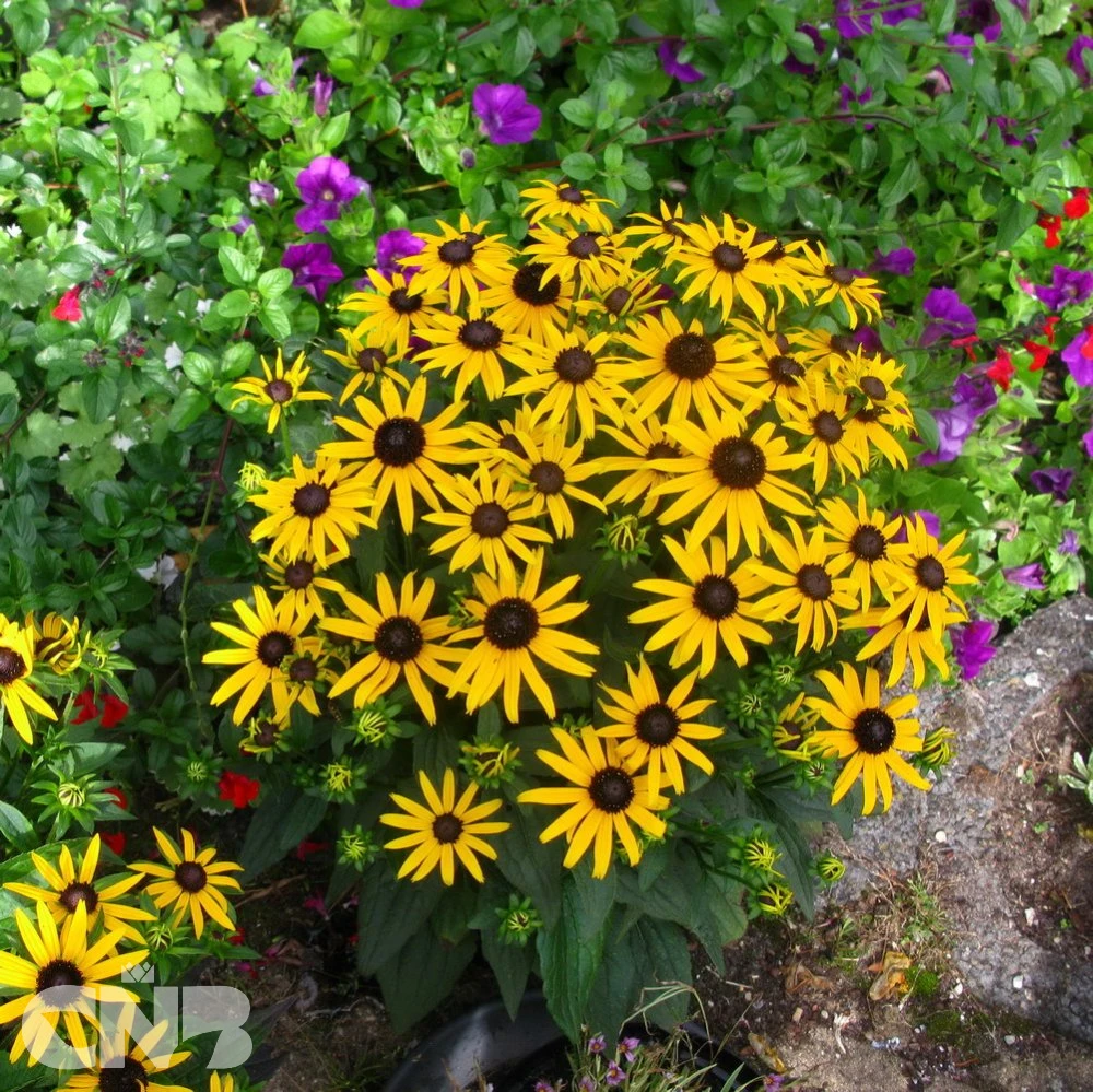 'Little Goldstar'®