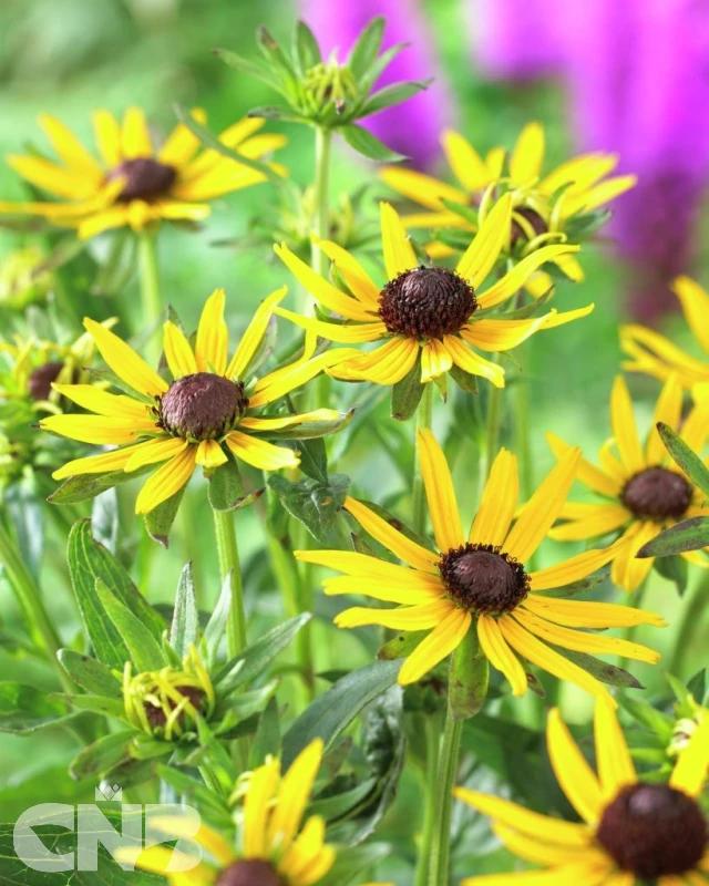 &#039;Little Goldstar&#039;®