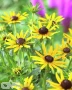 'Little Goldstar'®