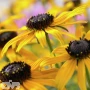 'Little Goldstar'®