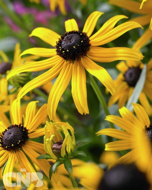 &#039;Little Goldstar&#039;®