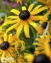 'Little Goldstar'®