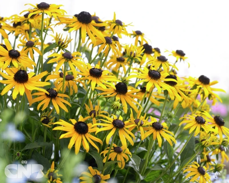 &#039;Little Goldstar&#039;®