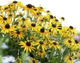 'Little Goldstar'®