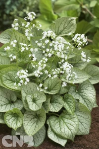 'Mister Morse'®