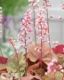 'Pink Pearls'®
