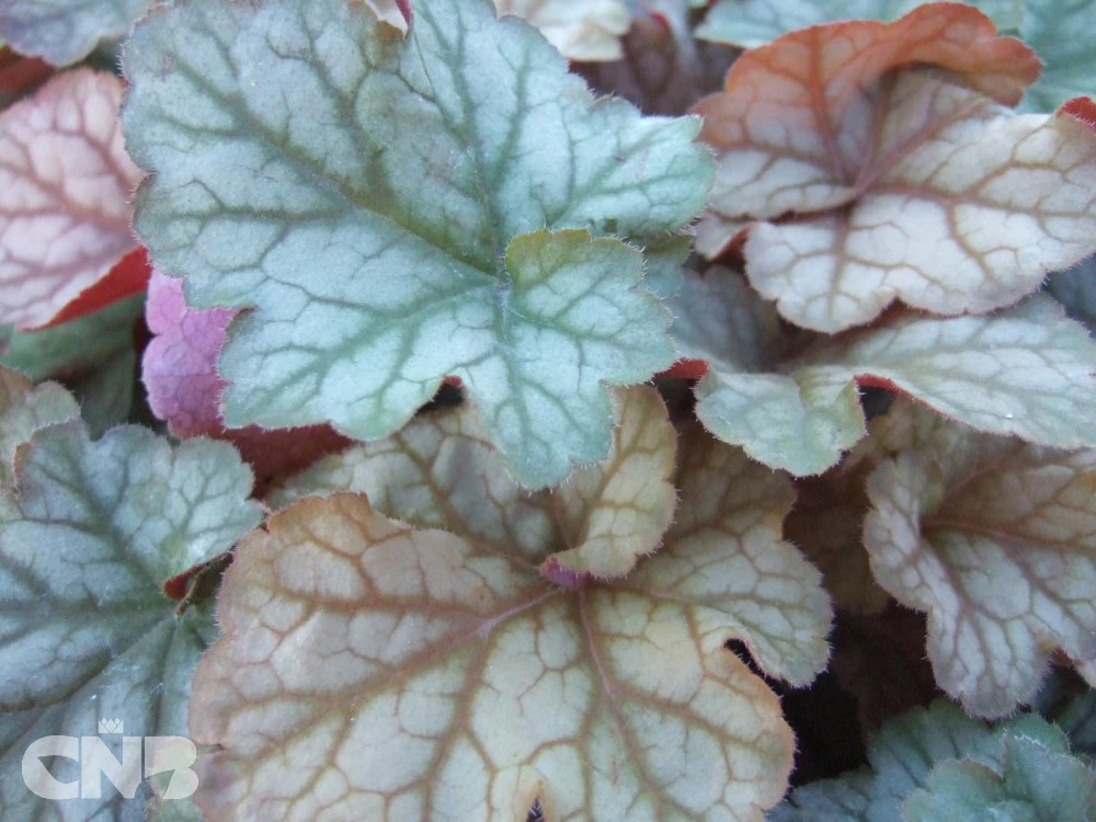 'Pinot Gris'®