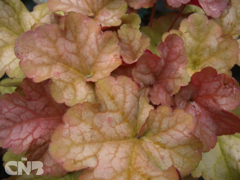&#039;Pinot Gris&#039;®