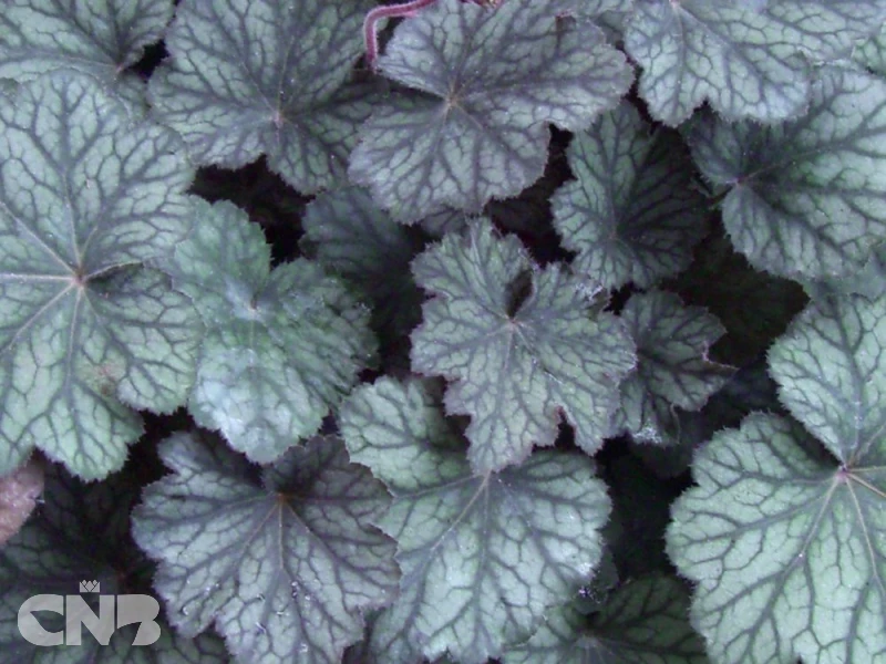 Pinot Noir (DELA 101)