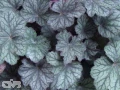 Pinot Noir (DELA 101)
