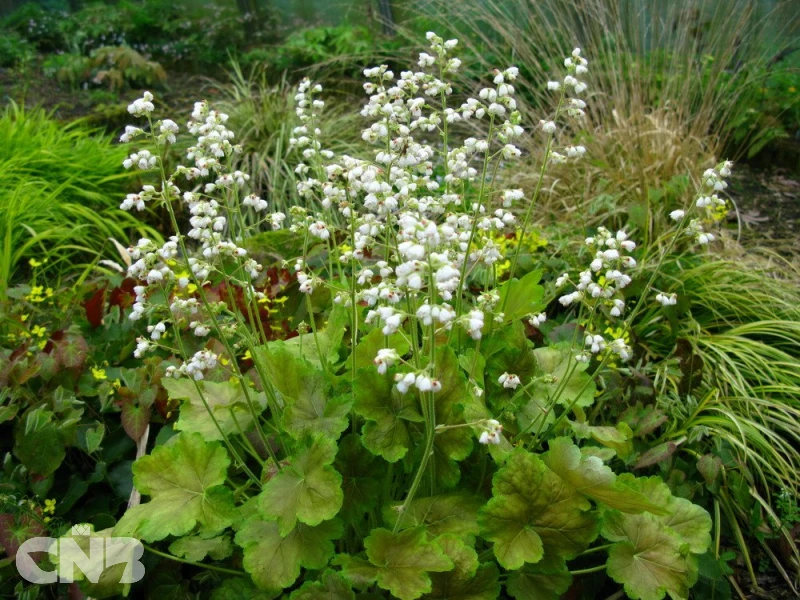 &#039;Pretty Perrine&#039;®