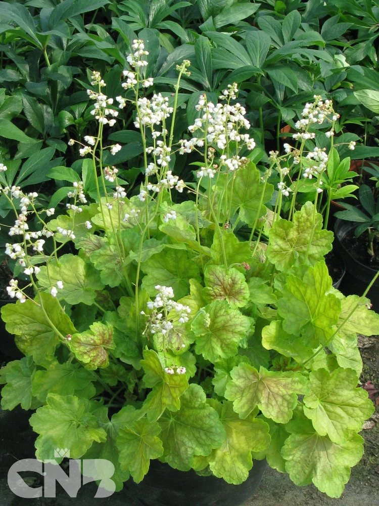 &#039;Pretty Perrine&#039;®