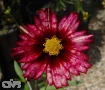 Redshift ( Big Bang ™)