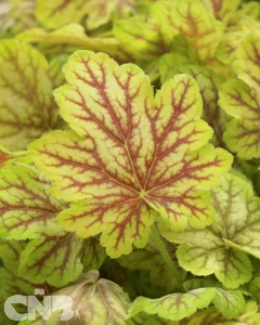 Renoir (Master Painters Series ™)