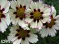 Star Cluster