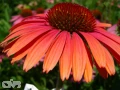 'Summer Sky'®