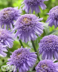 Blue Aster X ('AA 100101'®)