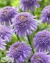 Blue Aster X ('AA 100101'®)