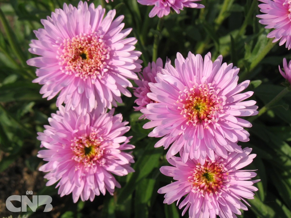 Pink Aster X ('AA 100103'®)