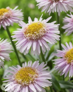 Pink Aster X ('AA 100103'®)