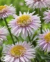 Pink Aster X ('AA 100103'®)