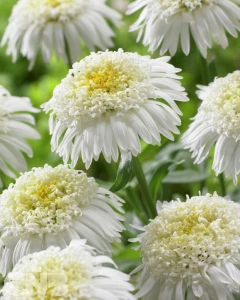 White Aster X ('AA 100103'®)