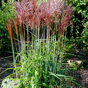 'Ards Angel'®