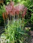 'Ards Angel'®