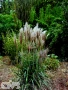 'Ards Angel'®