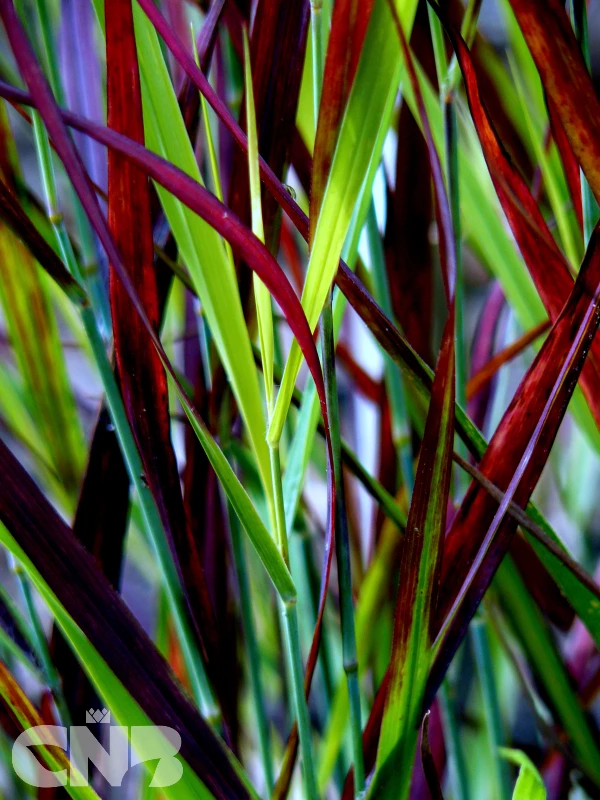 &#039;Sangria&#039; ®
