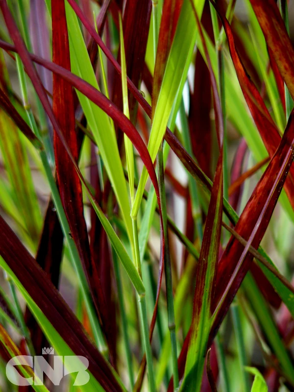 &#039;Sangria&#039; ®